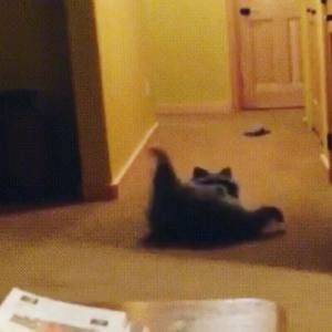 Meet your Posher, Gigi